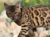 Abandono animal sufren gatos