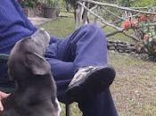 Busque aquí farsante predilecto… Diccionario