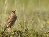 estudio alerta desaparición alandra ricotí Toledo está borde extinción Albacete