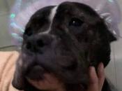 Acogida adopción etiquetas, lucha Salvando Vidas España perros olvidados