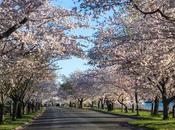 calles bordeadas árboles flor tienes caminar