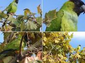 Aratinga Ñanday Barcelona