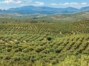 Rafael Moneo diseña etiqueta Edición Primer Cosecha Castillo Canena