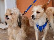 Comprometido Villa Pozos salud bienestar mascotas