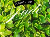 árbol jade símbolos queridos Feng Shui
