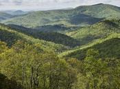 documental Forested Future invita reconectar mundo natural grandes bosques planeta