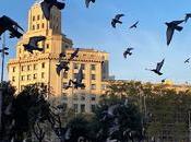 Gaviotas palomas Catalunya Barcelona