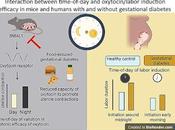¿Cuando inducir parto acuerdo ritmo circadiano?
