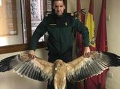 Cuatro titulares líneas eléctricas, investigados muerte aves protegidas Ávila