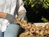 Abuela Carmen reinventa trenzado ancestral negro