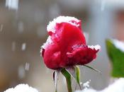 rosa nieve
