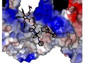 Cómo detener daño causan estatinas músculos