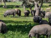 Navidad ibérica Higuera Sierra; Paulino presenta jamones chacinas producción propia edición limitada