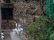 gran incendio apartamentos Wang Hong Kong deja muertos centenar desaparecidos
