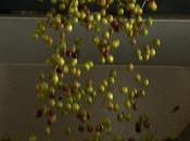 Siete cooperativas C-LM unen Marca Producto Cooperativo para diferenciar productos calidad precio