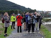 Reyezuelos sencillos otros pajarillos
