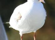 Gaviota Reidora EW5H Parc Diagonal