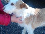 Ayuda para difundir podenquita "tina". (madrid.)