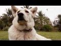 canal para perros?