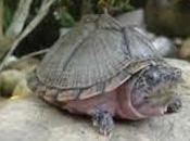 Sternotherus carinatus