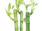 Beneficios Bambú para articulaciones