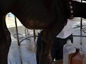 Dulce, algunos galgueros siguen sientiendose orgullosos serlo después casos