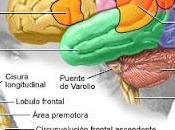 Retinopatía enfermedades Cerebro