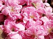 Rosas para labios