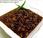 Frijoles negros