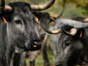 Castilla Gourmet destaca carne Morucha como emblema calidad nacional origen sostenible