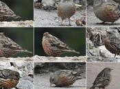 Encuentro alturas Montserrat: Acentor Alpino