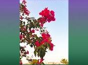 Canastéreo estrenan Esmeraldas