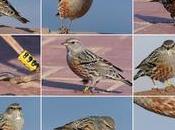 Acentores anillados Montserrat