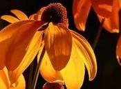 Jardines azahar Almería precio menú