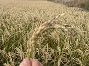 BioPalacín Planet impulsa ventas arroz ecológico gracias concienciación sobre salud medio ambiente