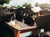 Bifeedoo impulsa nutrición ecológica bovina