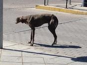 Galgo abandonado malas condiciones. Ecija (Sevilla)