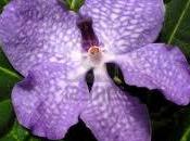 Guerlain orquídeas: secreto piel joven.