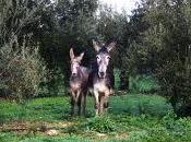 Platero