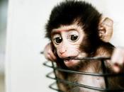 Bebés monos tienen común mismo patrón comunicación gestual