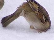 premeditación... ortografía (45)