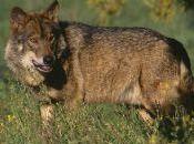 Bruselas frena intento Cañete ampliar caza lobo ibérico