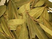 propiedades beneficiosas laurel