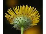Pulicaria