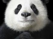 Animales peligro extinción.